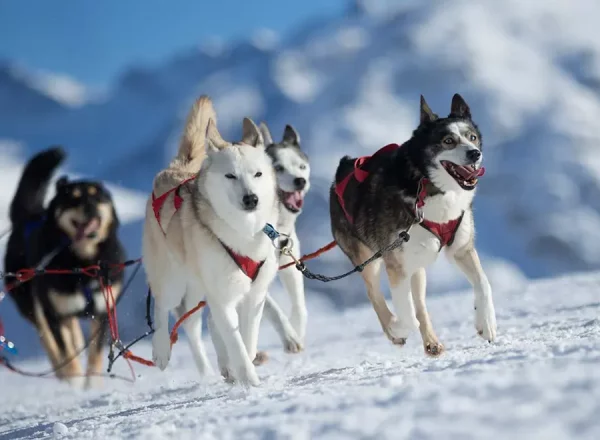 chiens-de-traineau-alpe-d-huez